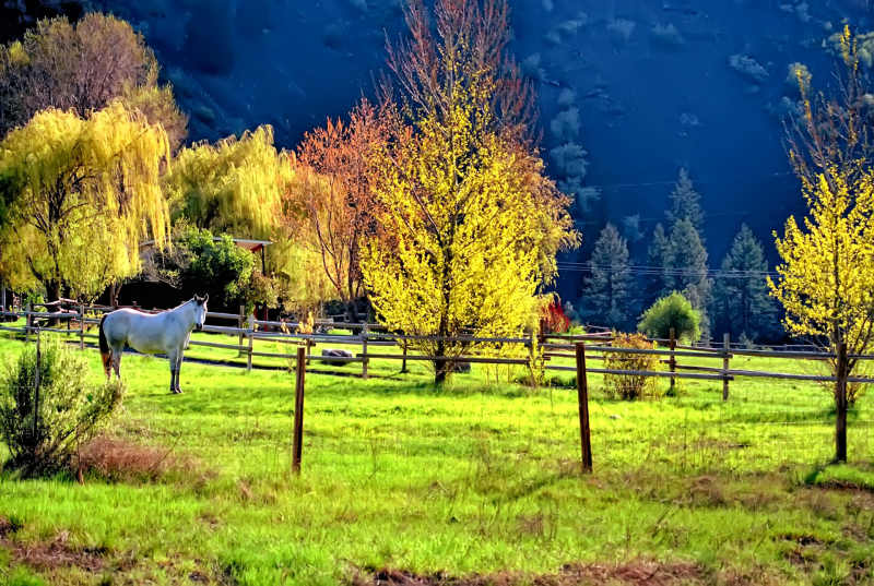 Spring colours on a small ranch near Osoyoos, BC